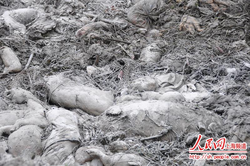 [图片]上海处置近万头死猪 直击无害焚烧深坑填