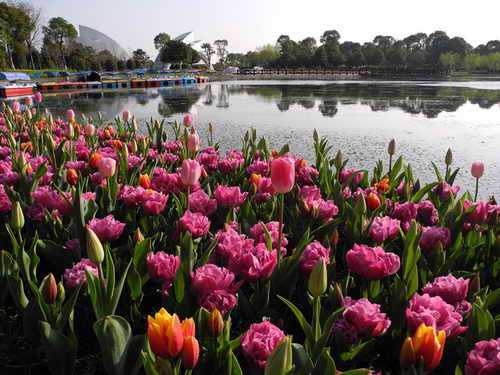 聚焦上海鲜花港_上海鲜花港_鲜花