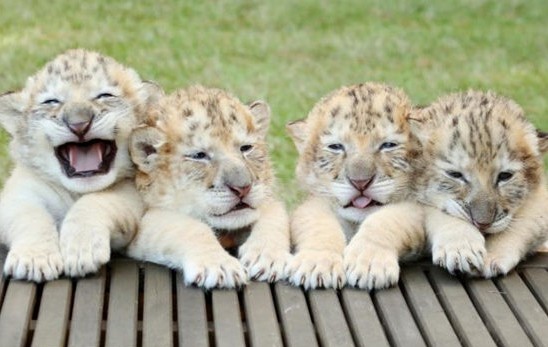 世界首个白狮虎四胞胎出生 个性不同会卖萌(图
