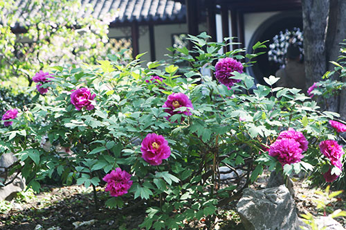 上海古猗园百年牡丹领衔 暮春花卉进入最佳观