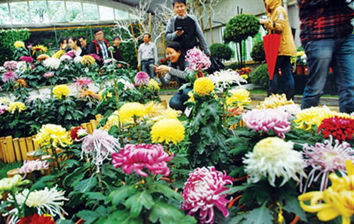展本周开幕 共青森林公园将展出800多个品种菊花