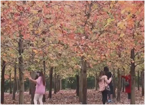 花开堪折直须折?莫让素质与花瓣一起落下