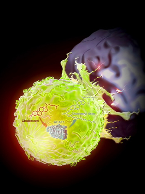 中国科学家发现肿瘤免疫治疗新方法