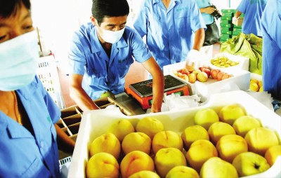 沪崇明特色水果销往香港 300公斤水蜜桃在港上