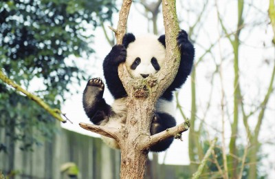 大熊猫这一年很忙 网红生活欢乐多