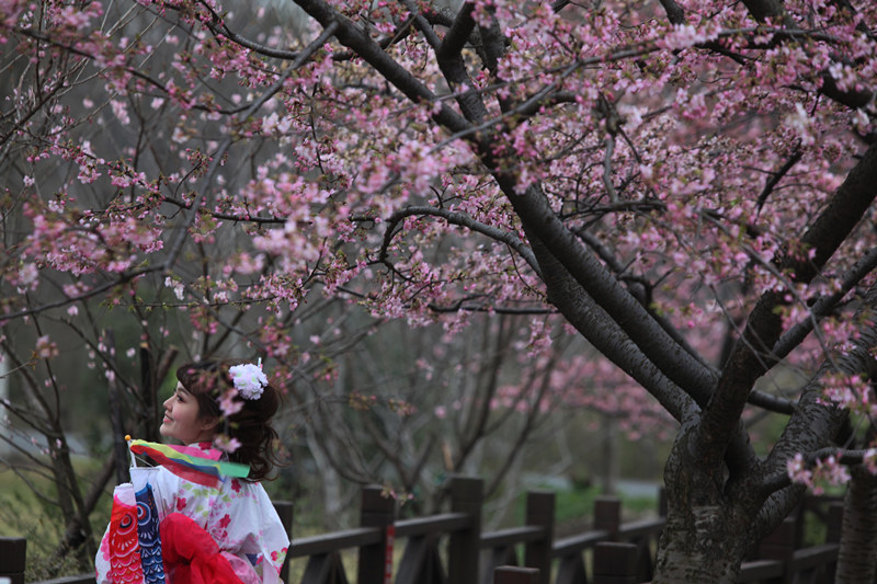 第七届上海樱花节3月15日开幕 早樱已进盛花期