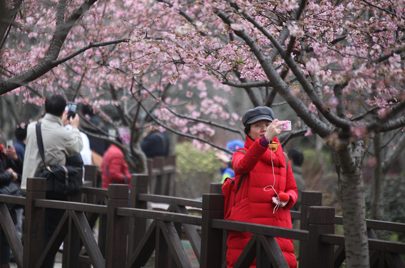 第七届上海樱花节3月15日开幕 早樱已进盛花期(组图)