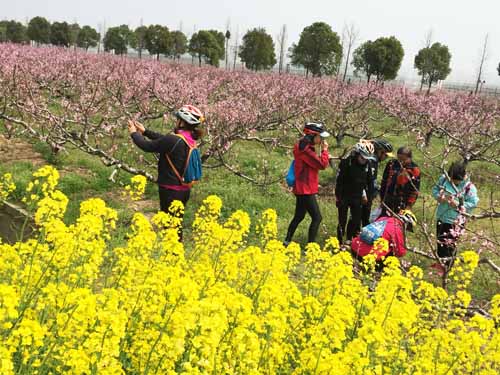 2017崇明·光明菜花节暨桃花节呈现十里春光