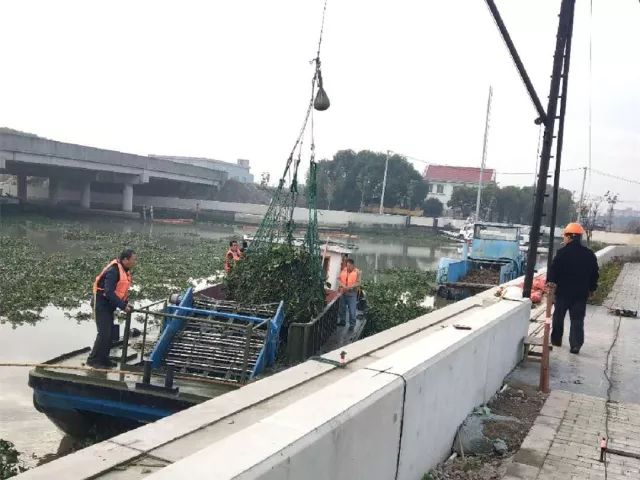上海金山 一天打捞上岸1000吨的水葫芦