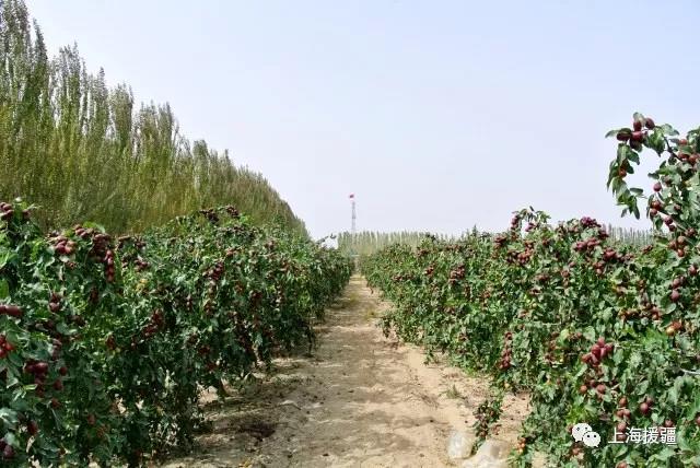 销售新疆叶城核桃 上海宝山援疆干部当起推销
