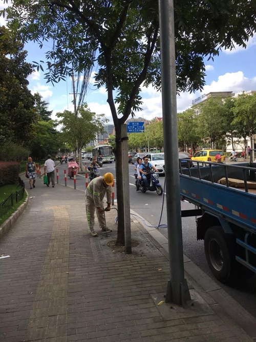 近千位"管家",呵护出上海马路边的别样风景