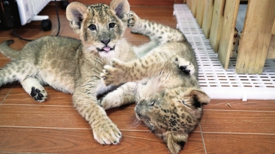 双是什么动物 LOCAL201903141247000328143006743.jpg