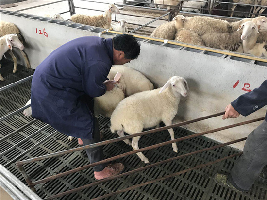 孙丽东:生态养羊致富经