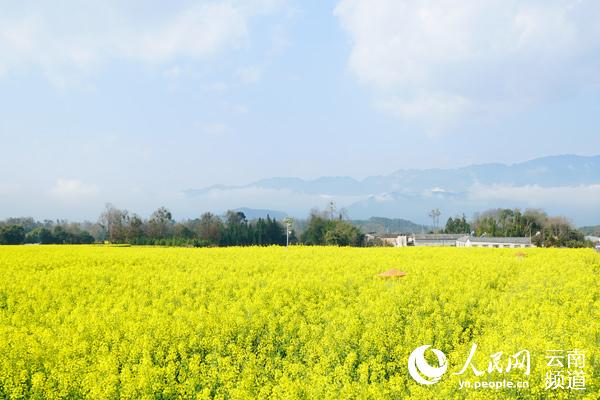 云南腾冲界头镇的油菜花海.腾冲市委宣传部供图