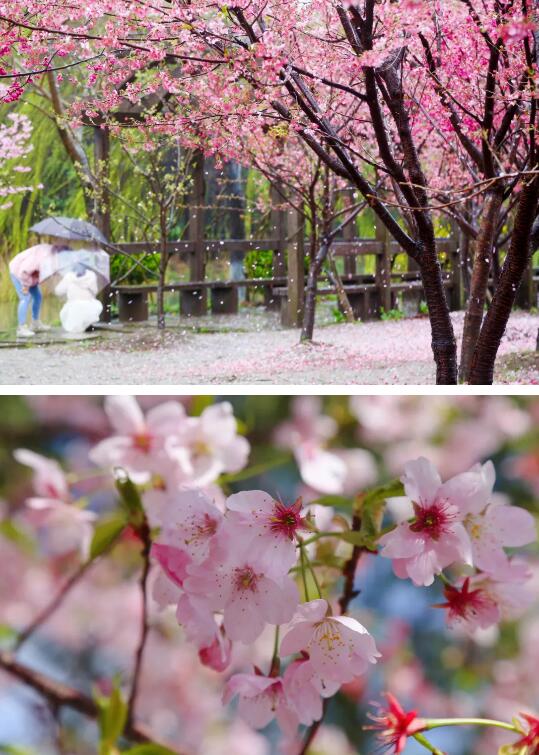 2021上海樱花节怎麼入园?网上预约购票通道开启