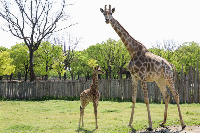 上海野生动物园的长颈鹿宝宝五一要和游客见面啦！（上海野生动物园供图）