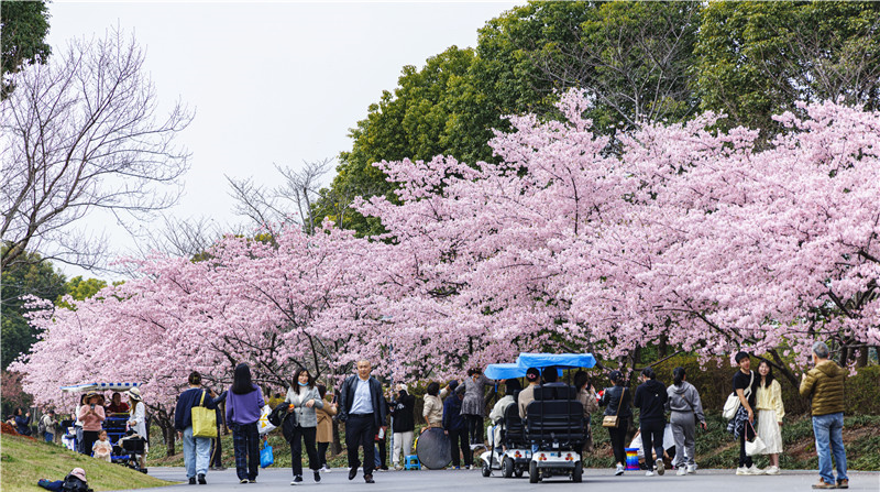 第十三届上海樱花节即于下周开幕。人民网记者 王初摄