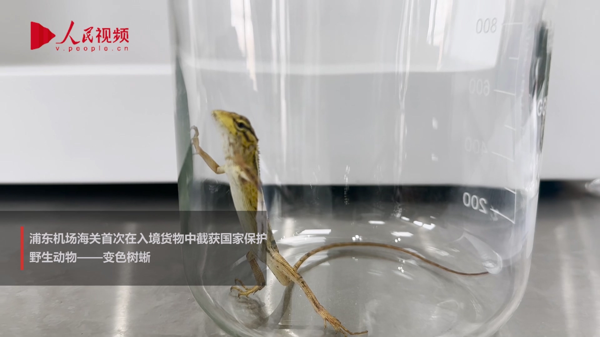 機場海關在入境貨物中截獲變色樹蜥