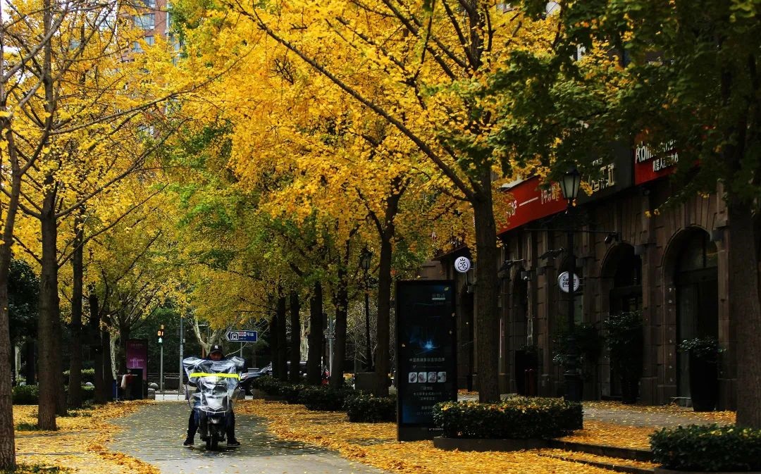 醉美时节，上海2023秋色地图，带来177条秋色观景道路