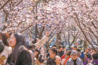 申城春色“藏不住”,在北京西路北侧的静安雕塑公园内,早樱已竞相绽放。 记者 孟雨涵 摄
