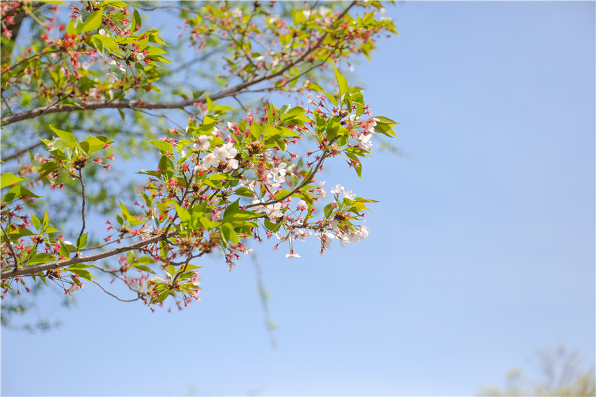 Shanghai: Meet with Spring, Come to Gu Village to enjoy cherry blossoms