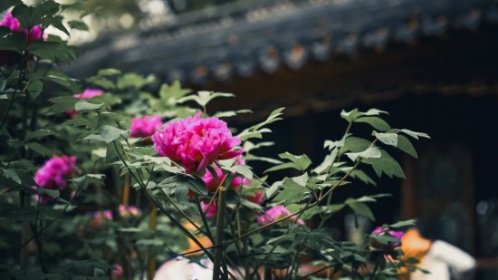 花“汇”让上海更美丽，2024上海花展如期而至