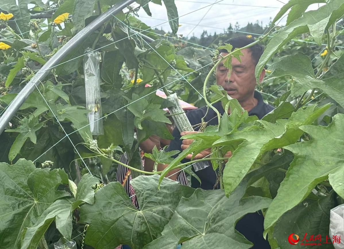 冷子江在基地给丝瓜套袋。人民网记者 董志雯摄