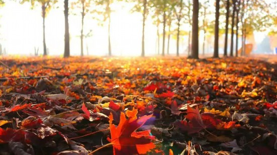 新版紅葉地圖上線，解鎖金山深秋的美