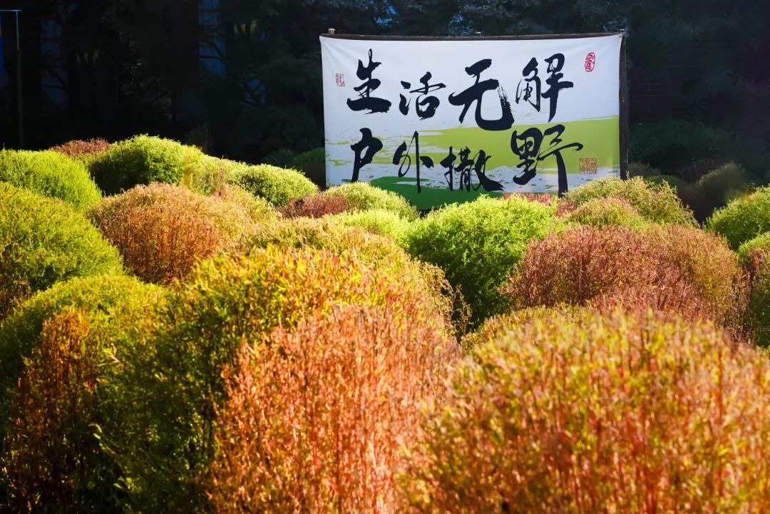 變紅了！“地膚雲海”上線，不用跑遠就在市中心！