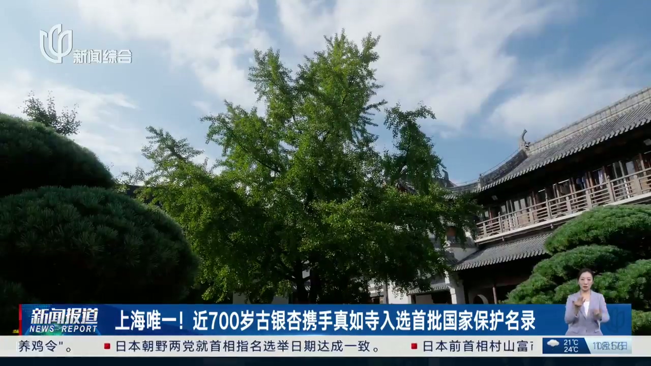 近700岁古银杏入选首批国家保护名录