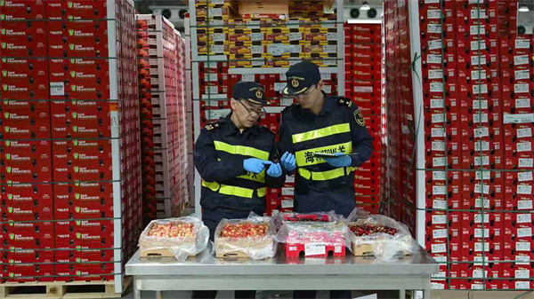 2025年12月8日，上海海关所属洋山海关关员查验智利进口樱桃。谢宗赢 摄