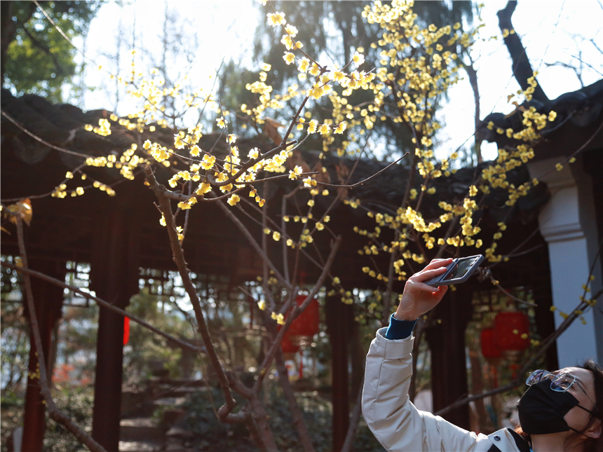 上海：古猗园“双梅”初绽放【2】