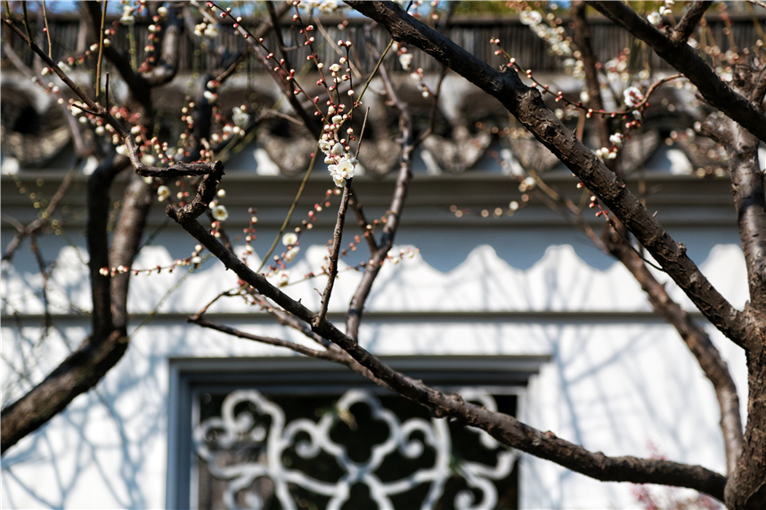 上海：古猗园“双梅”初绽放【3】