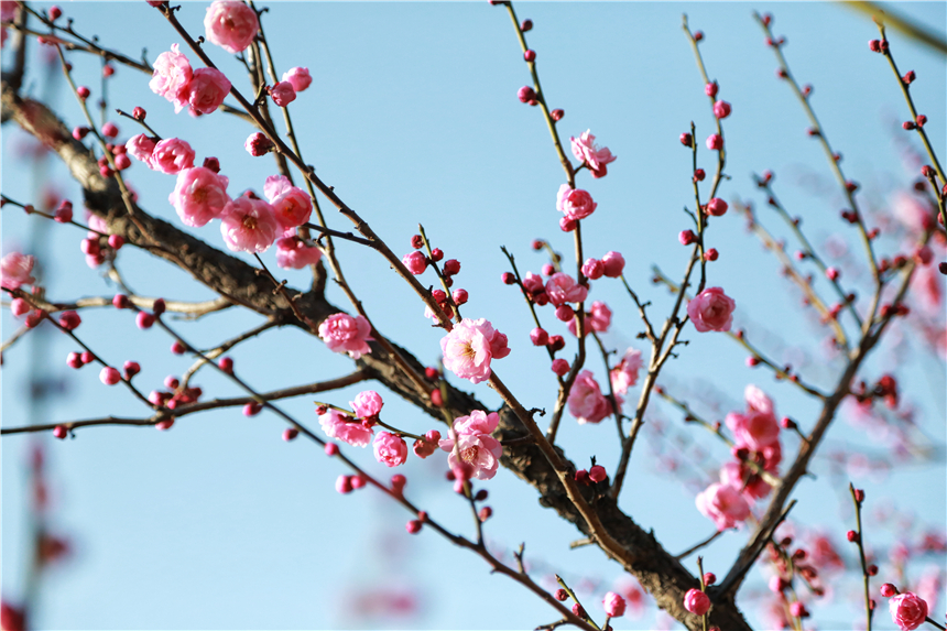 上海：古猗园“双梅”初绽放【5】