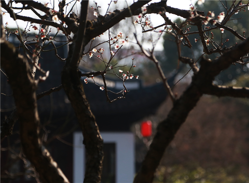 上海：古猗园“双梅”初绽放【6】