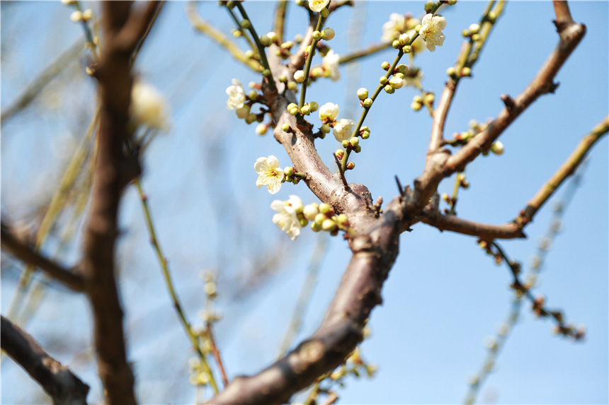 上海：古猗园“双梅”初绽放【7】