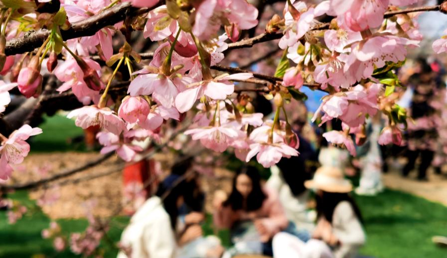 集體上新！滬上景區春日精彩拉滿