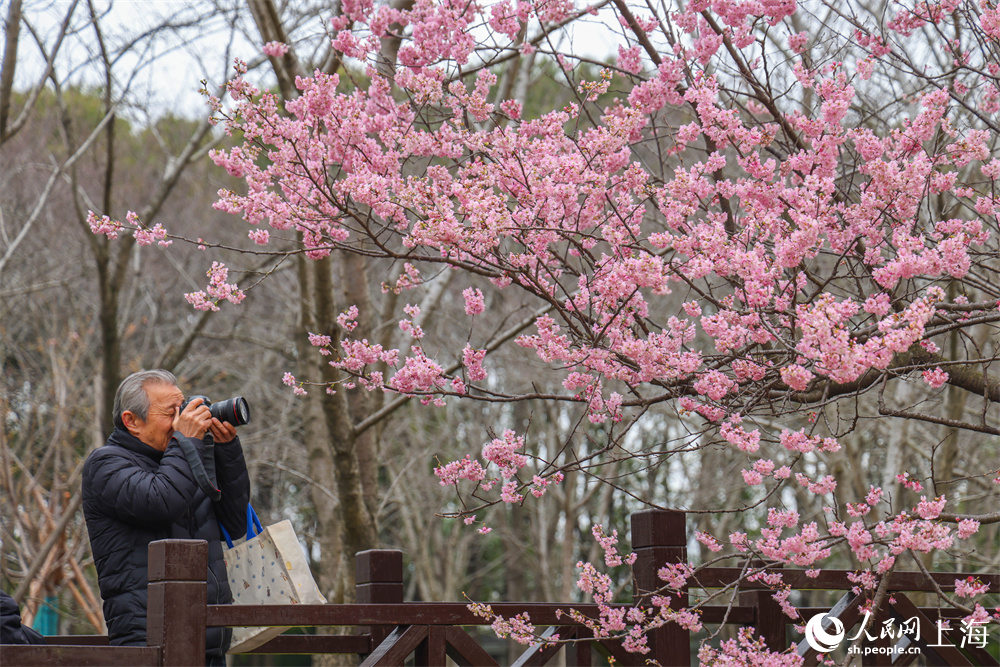 2026上海櫻花節來了，首創“景隨花移”夜櫻模式