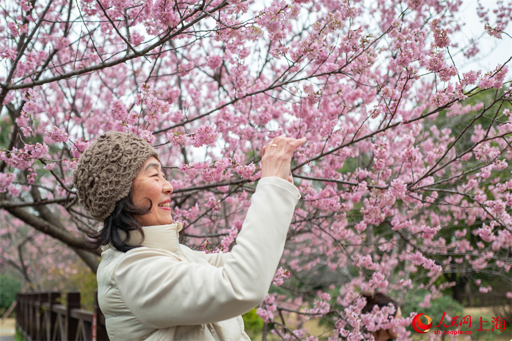 2026上海櫻花節即將啟幕。人民網記者 王初攝