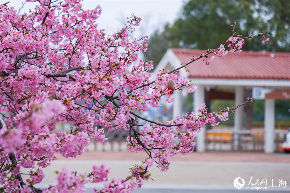 2026上海樱花节即将启幕。人民网记者 王初摄