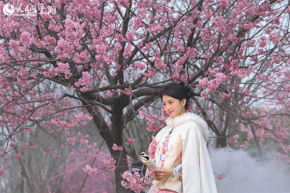 2026上海樱花节即将启幕。人民网记者 王初摄
