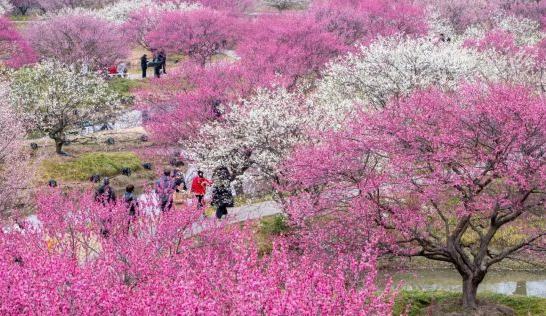 上海辰山植物園“雙喜臨門” 芳香山茶花谷開放