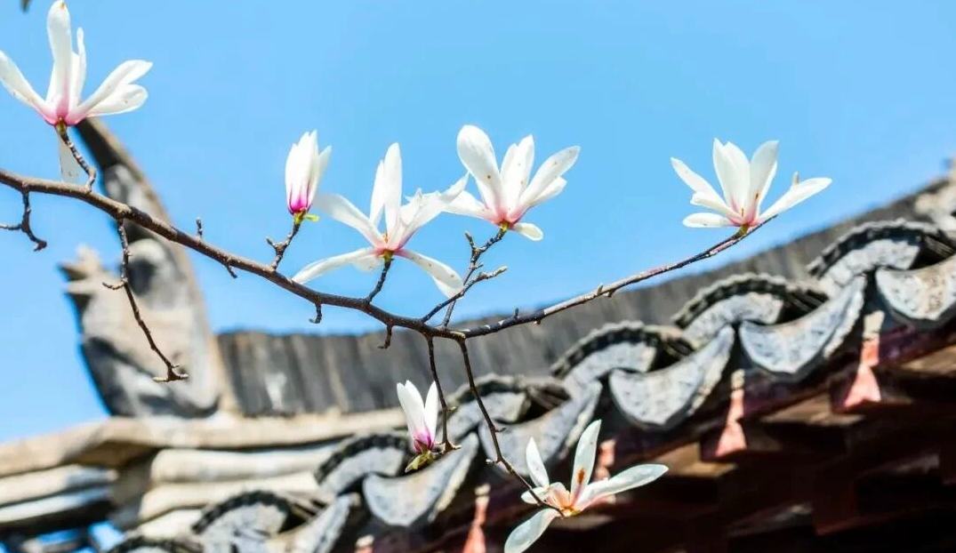 不愧是当选40年的市花！白玉兰早春打卡全攻略