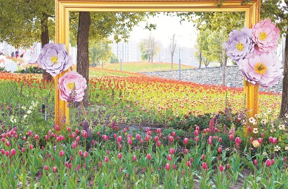 郁金香花海逐漸進入最佳觀賞期。資料圖片