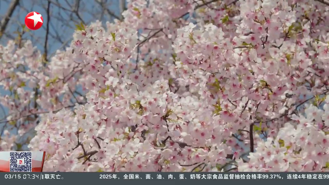 上海樱花节迎来大客流