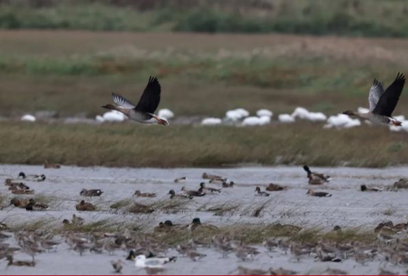 十年，崇明交出高質量答卷