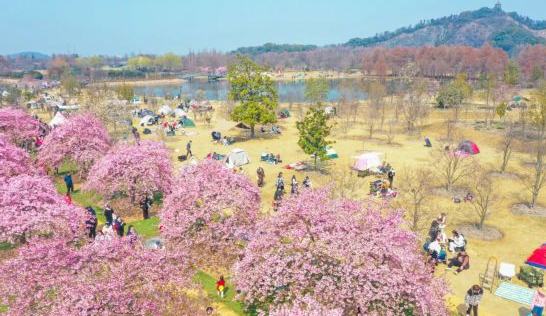 家門口的詩意田園！上海鄉村春游季等你來參與