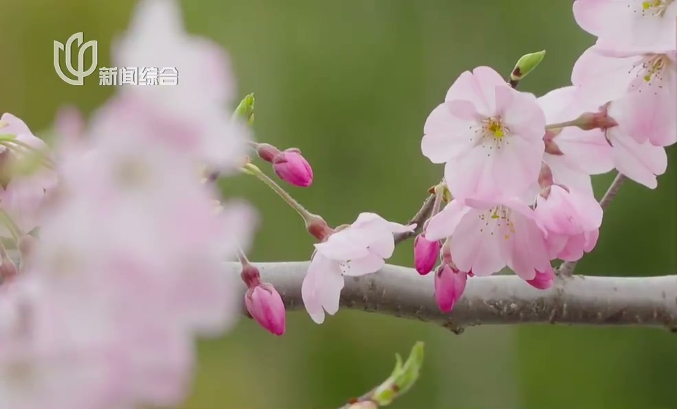 上海櫻花季啟幕