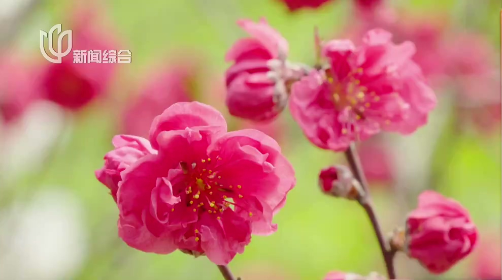 乡村春游季火热