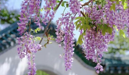 上海紫藤季來了，這份滬上紫藤賞花地圖請查收